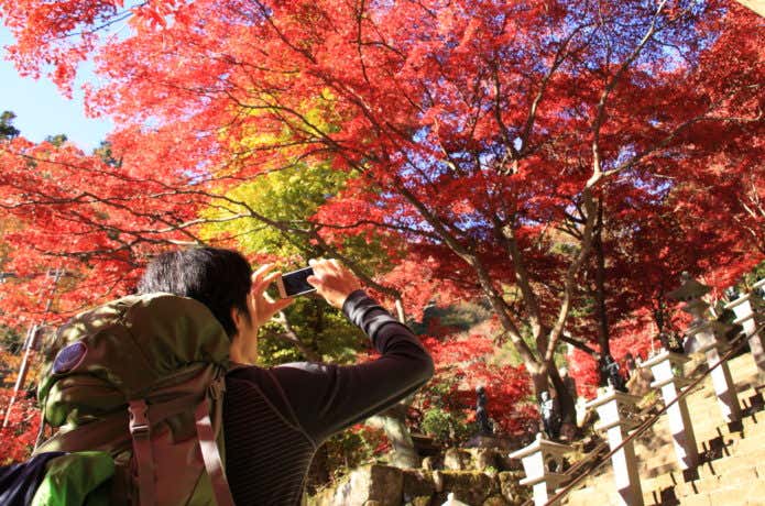 大山の紅葉