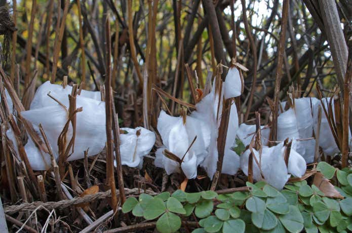 高尾山で見られる冬の朝、シモバシラの氷の花