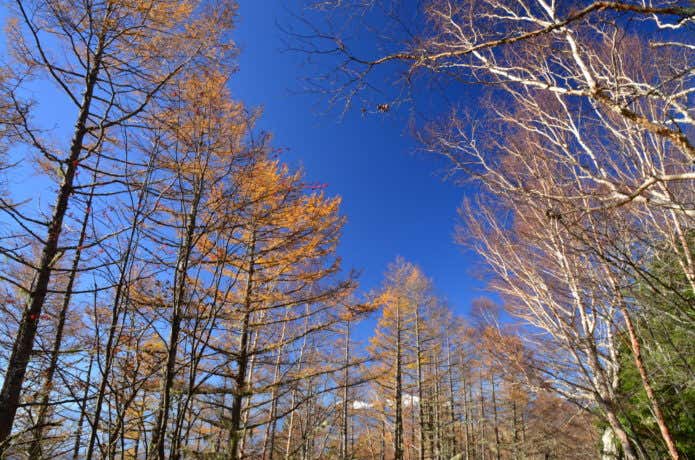 櫛形山 登山道景色
