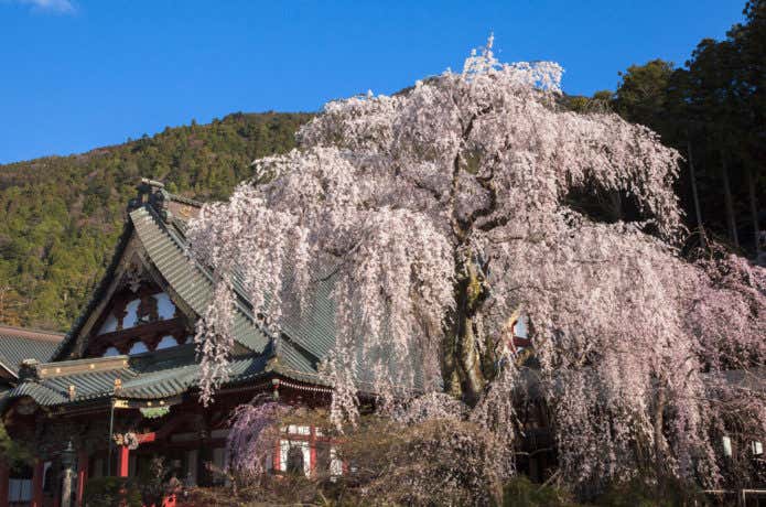 身延山 久遠寺　しだれ桜