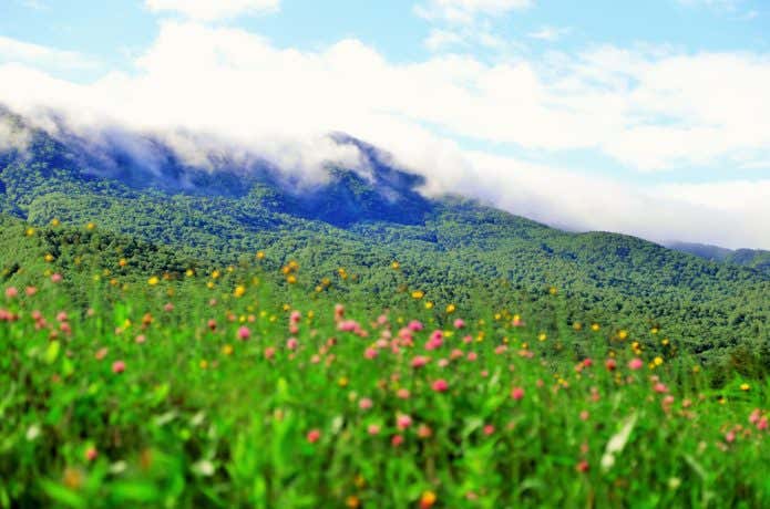 岩菅山　花