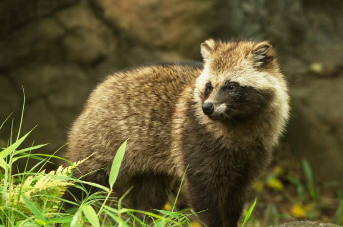 高尾山で出会える動物、タヌキ