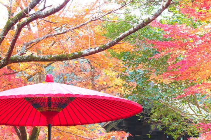 秋月城址の紅葉