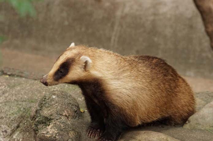 高尾山で出会える動物、アナグマ