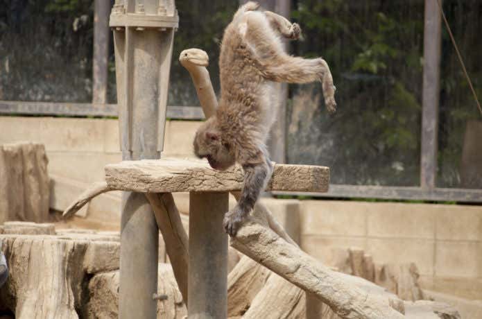 高尾山で見れる動物、さる園のさる