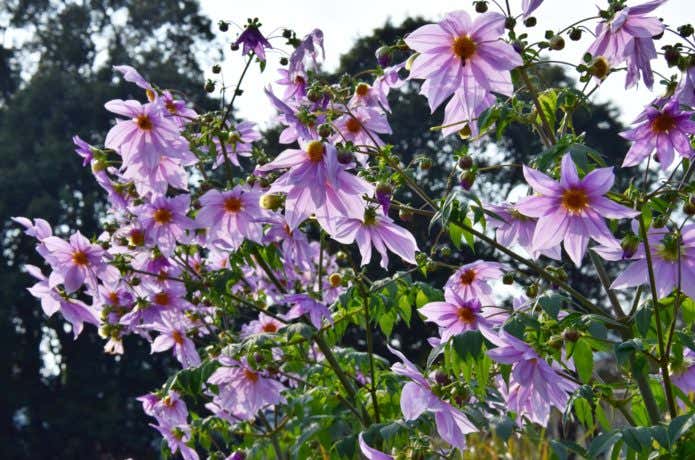 大崩山　花