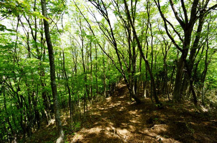 氷ノ山の登山コース