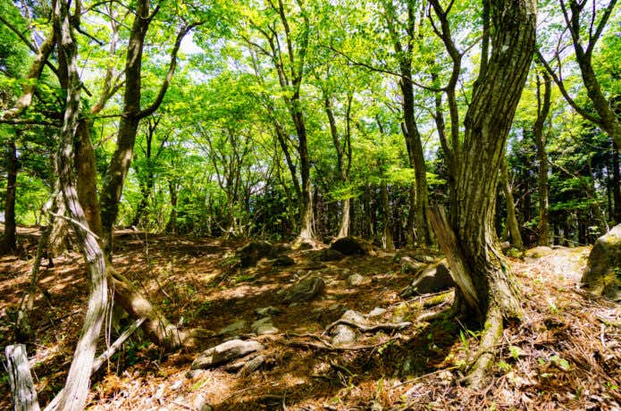 氷ノ山のスギ林