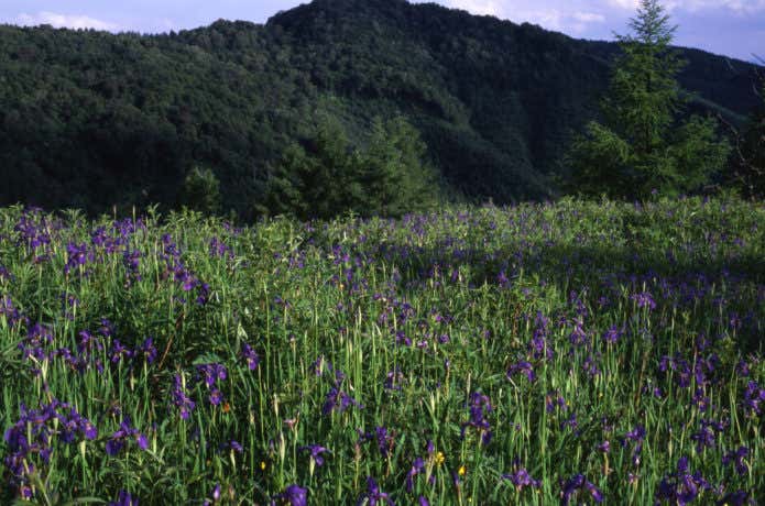 櫛形山　アヤメ平