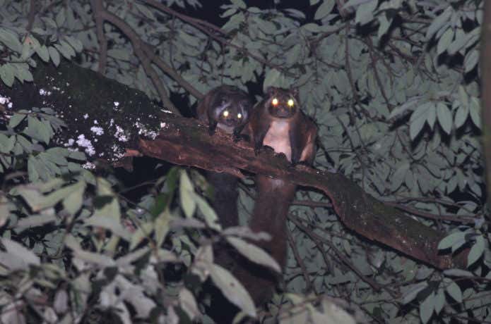 高尾山で出会える動物、ムササビ