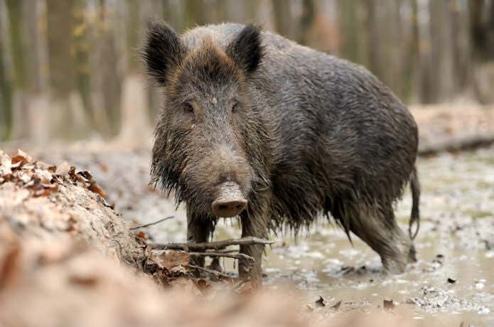 高尾山に生息する危険な動物、イノシシ