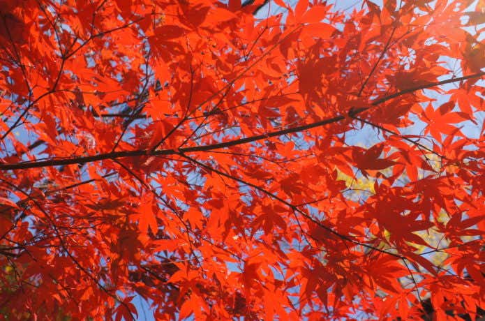 紅葉