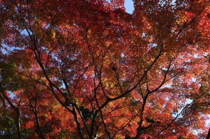 山頂付近の紅葉