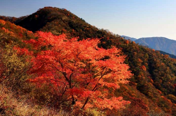 丹沢 紅葉