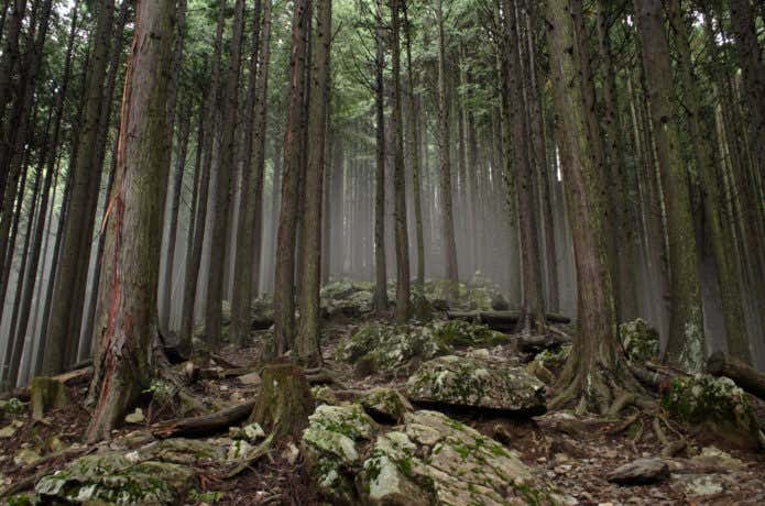 本仁田山