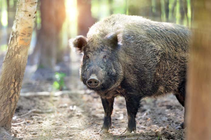 高尾山に生息する危険な動物、イノシシ