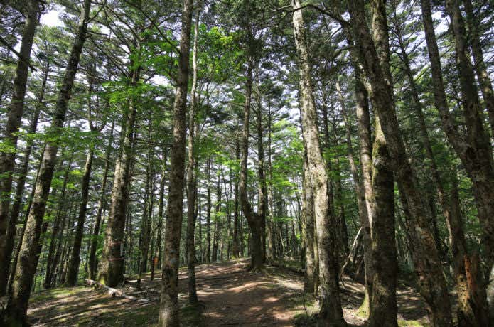 三嶺　樹林帯