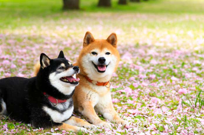 柴犬