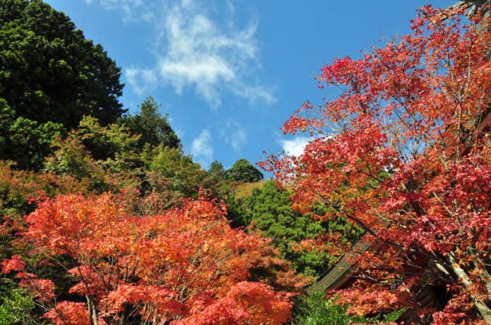 大山の紅葉