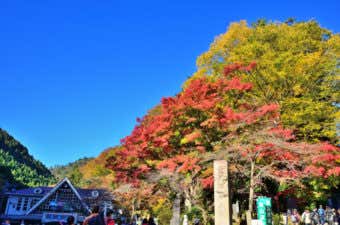 高尾山の紅葉