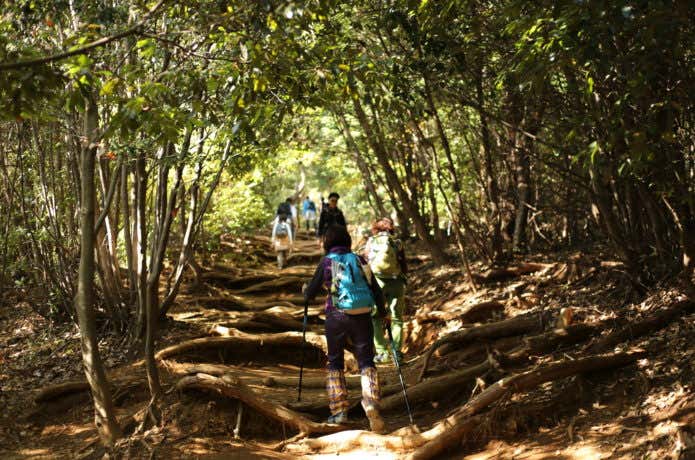 高尾山稲荷山コースの登山道