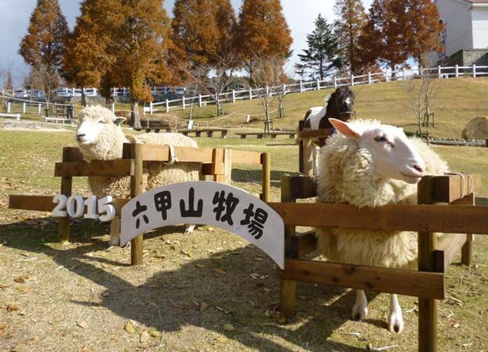 六甲山牧場　羊