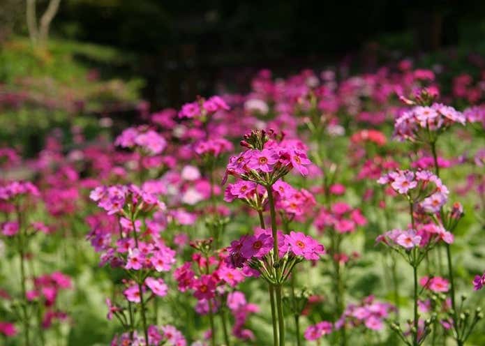 六甲高山植物園