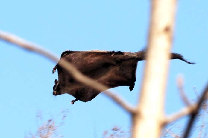 高尾山で出会える動物、ムササビ