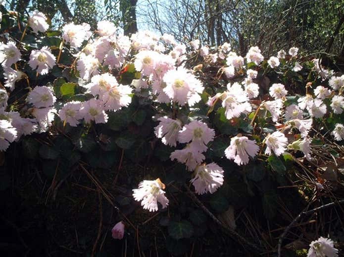 坪山に咲く花
