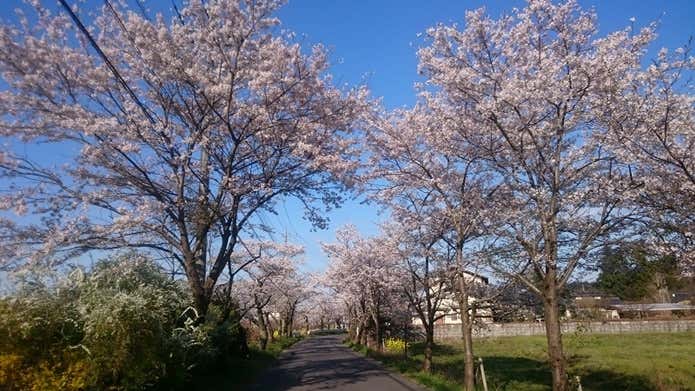 太平山遊覧道路　桜のトンネル