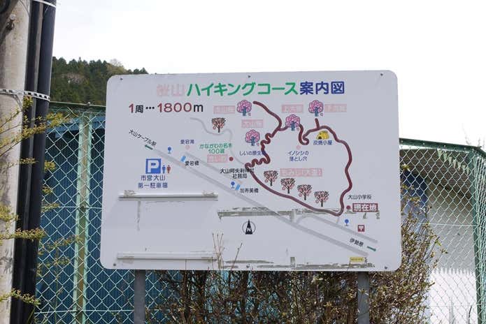 大山桜ハイキングコース図