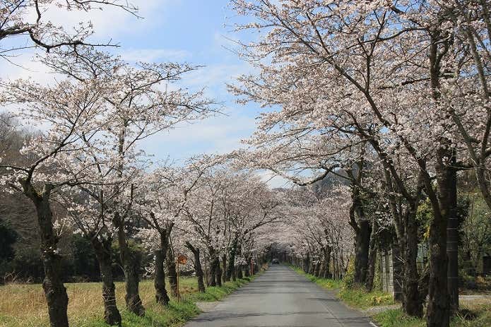 20170407%e5%a4%aa%e5%b9%b3%e5%b1%b1%e6%a1%9c%e3%81%ae%e3%83%88%e3%83%b3%e3%83%8d%e3%83%ab-2