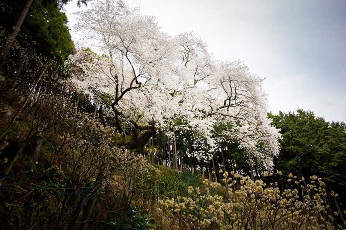 大山阿夫利神社社務所裏にある桜