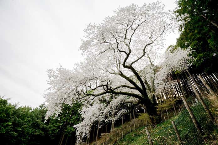 大山桜の大木