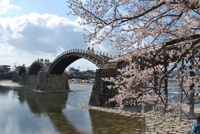 錦帯橋　桜