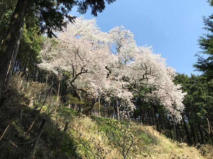大山桜満開のようす
