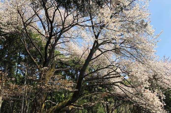 大山桜と青空