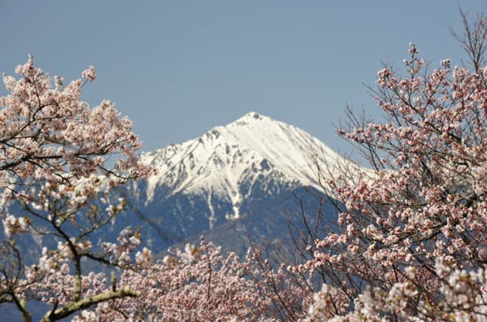 山頂からの桜