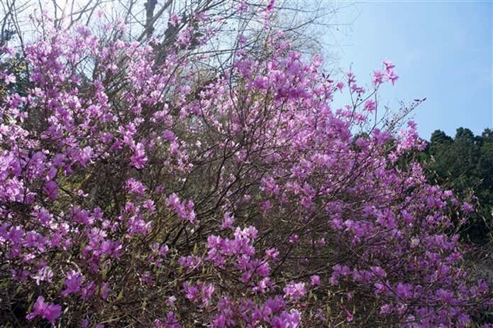 坪山の登山コース中の花