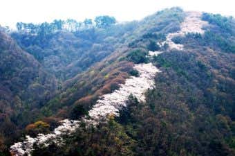 光城山　登り竜