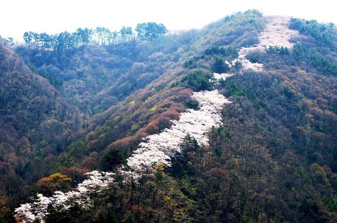 2千本もの桜が連なる光城山！見頃の時期やおすすめ登山コースを紹介！ | YAMA HACK[ヤマハック]