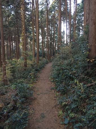 大高取山の登山道