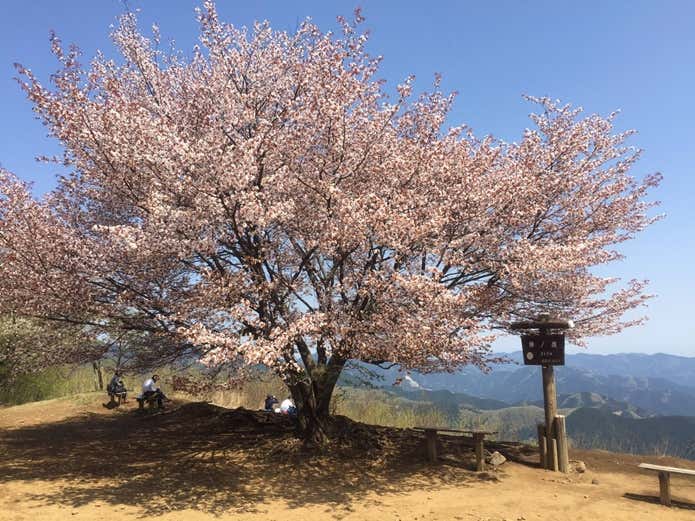 棒ノ折山の桜