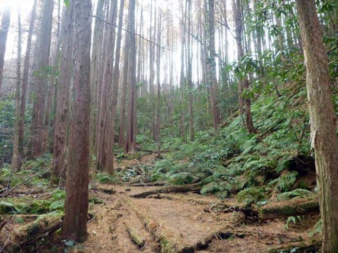 脊振山のコース中の林