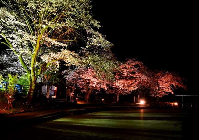 夜桜　ライトアップ