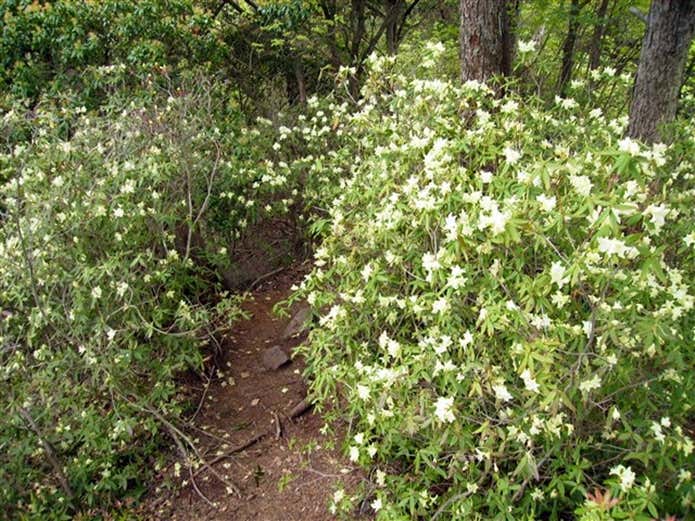 坪山の登山コース