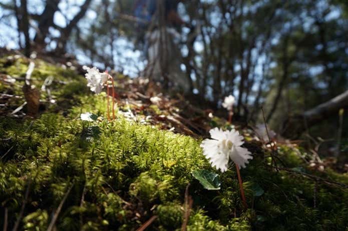 坪山に咲く花