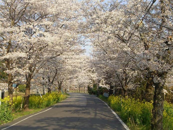太平山観光道路