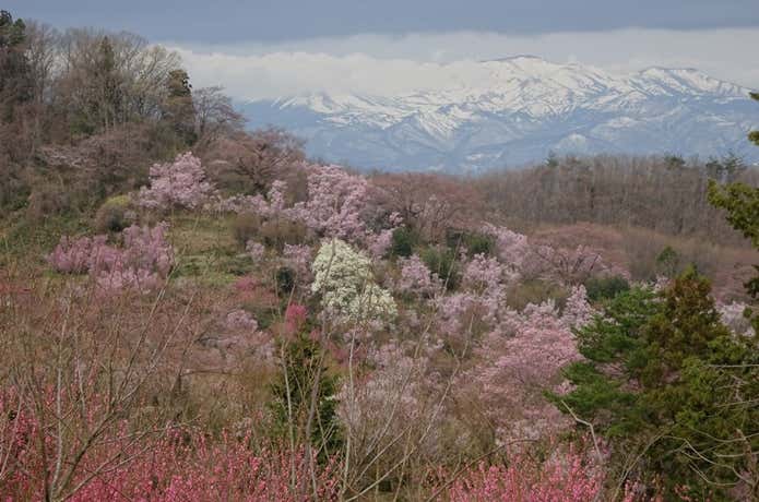 花見山公園 吾妻山