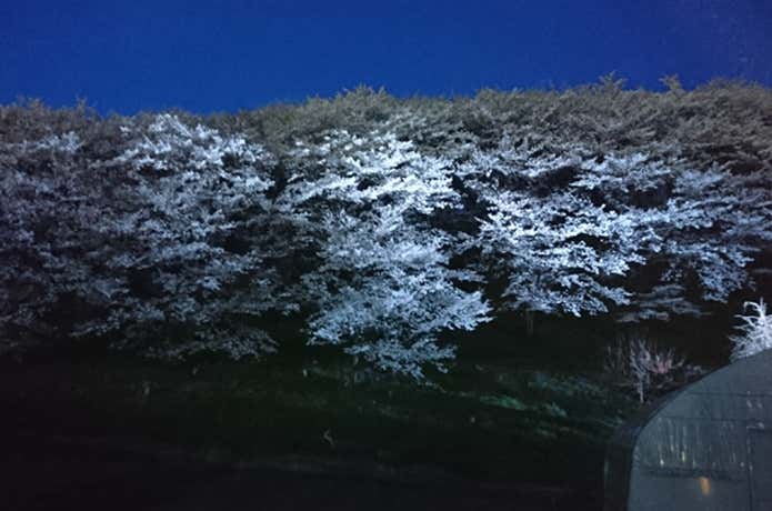 弘法山の桜ライトアップ